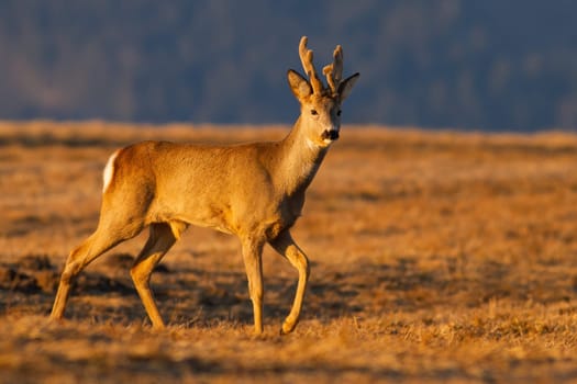 Roe deer, capreolus capreolus, with antlers in velvet walking on pasture in springtime at sunrise. Roebuck with going on grassland in spring. Wild male mammal marching on dry field.