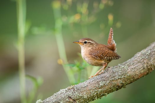 Eurasian wren, troglodytes troglodyte, resting on wood in summertime nature. Little bird observing on tree in summer. Feathered brown animal sitting on branch.