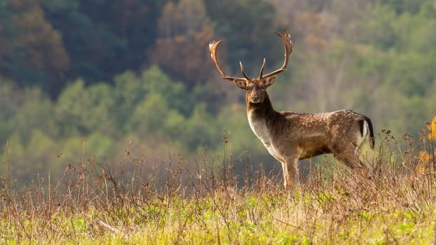 Big fallow deer, dama dama, standing on meadow in autumn nature. Spotted stag looking to the camera in wildflowers in fall. Wild antlered animal watching on hill with space for text.