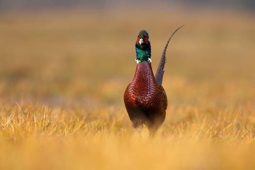 Common pheasant, phasianus colchicus, male approaching from front on autumn field with copy space. Bird with brown body and green head walking on dry grass. Ring-necked animal looking on meadow.
