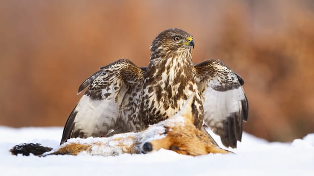 Common buzzard, buteo buteo, guarding a prey on snowy field in winter. Animal with spread wings observing on snow next to dead fox. Brown bird hunting prey on pasture.