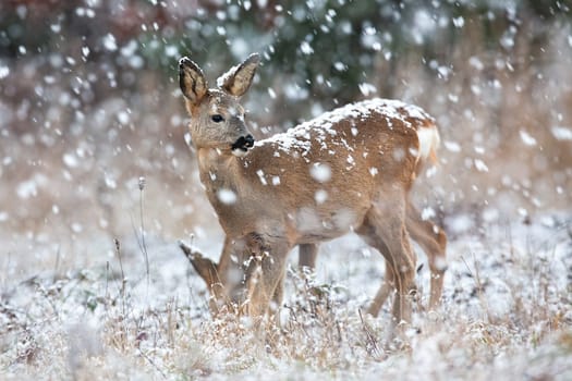 Roe deer, capreolus capreolus, observing on field in blizzard in winter. Little brown doe standing on field in snowstorm. Female mammal looking on pasture during snowing.