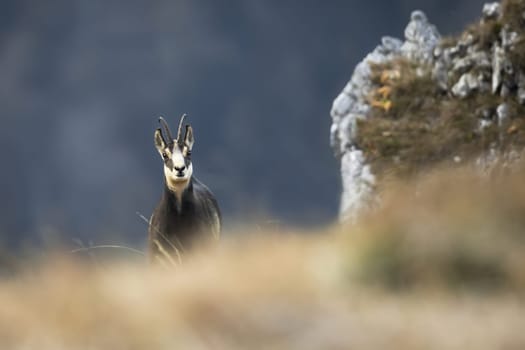 Tatra chamois, rupicapra rupicapra tatrica, looking from behind dry grass in autumn. Horned brown mammal standing in horizon in fall. Wild animal staring on mountainside.