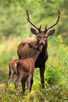 Two red deer, cervus elaphus, smelling in forest in summertime nature. Antlered stag and hind kissing in woodland. Wild mammals couple standing in green environment.