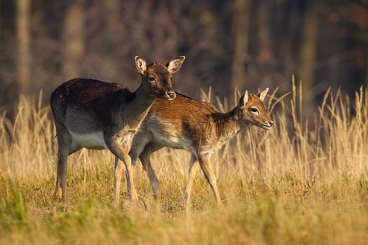 Family fallow deer, dama dama, walking on field in autumn nature. Two female mammals going on meadow in fall. Young hind with mother looking on dry grassland.