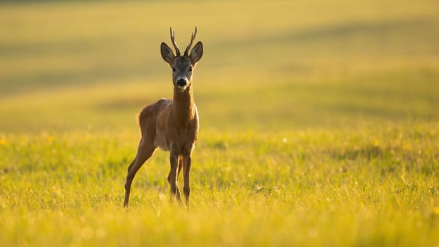 Roe deer, capreolus capreolus, buck looking on green meadow in summer sunlight. Male animal with antlers standing on grassland in sunny day. Roebuck staring on pasture.