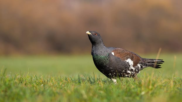 Western capercaillie, tetrao urogallus, looking on meadow in autumn nature. Wild bird observing on grassland in fall. Dark winged animal standing on field.
