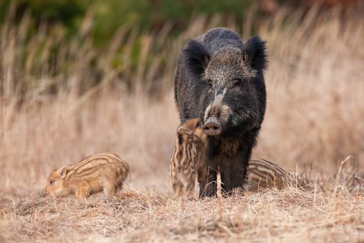 Family wild boar, sus scrofa, standing on meadow in autumn nature. Little stripped pig jumping to the mum on dry grass. Group of swines playing on field.