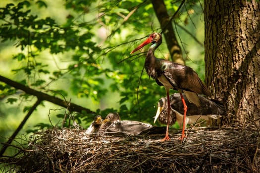 Family black stork, ciconia nigra, standing in nest on summer light. Aduld dark bird with long red beak with little chick resting on tree in woodland. Long legged feathered animal guarding its young babies.