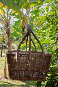 Weave basket hanging in the fruit garden, stock photo