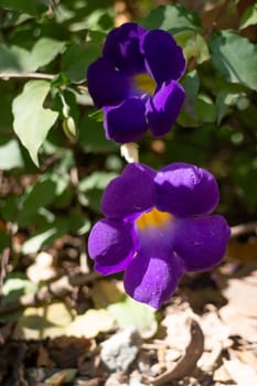 Wild flower blossom in nature, stock photo