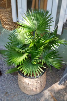Green leaves plant decorated in the garden, stock photo