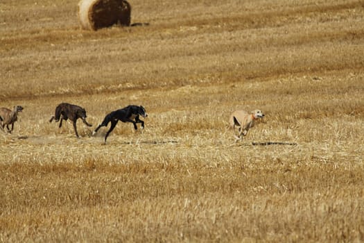 Spanish greyhound in mechanical hare race in the countryside