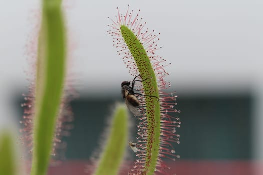 Carnivorous Plant feeds insects fly trapped insect