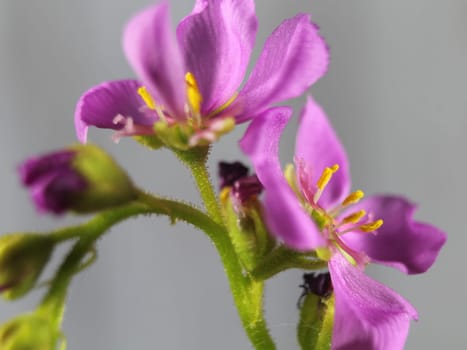 flower plant carnivorous small purple smell color beautiful rarity