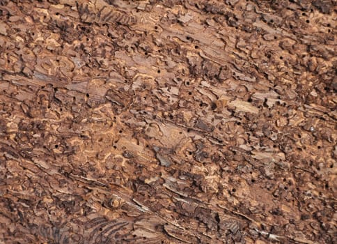 Bark beetle feeding spots in spruce wood