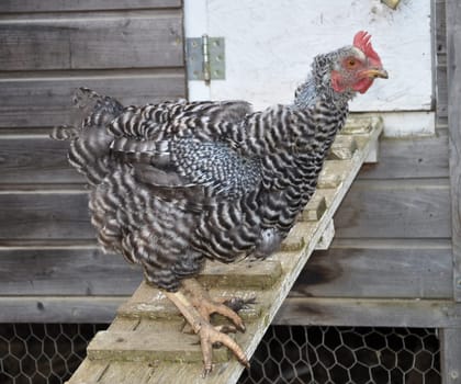 Moulting hen loses its feathers in front of hen coop