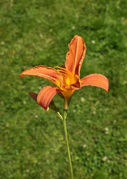 Flower of Orange lily in Bavarian Forest