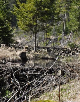 Beavers lodge at pent up water near Frauenau