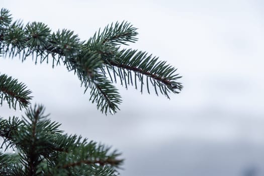Pine tree covered with rain drop in winter. Spring thaw. Copy space. Close-up.