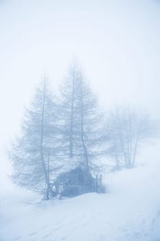 Landscape with bare tree and lots of fog. Holiday concept with bad weather during the winter holidays in the high mountains. Vertical orientation. Copy space.