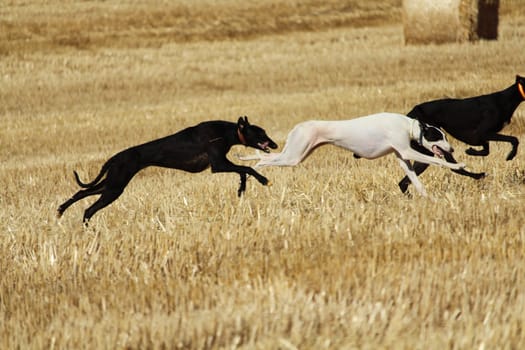 Spanish greyhound in mechanical hare race in the countryside