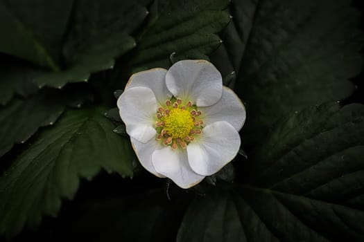 Closeup of strawberry blossoms against a dark leaf background.