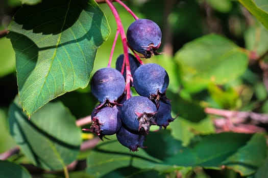 Macro of blue purple saskatoon berries ready for picking.