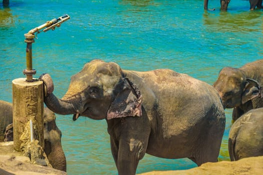 Elephant orphanage (Sri Lanka Pinnawara). Shooting Location: Sri Lanka
