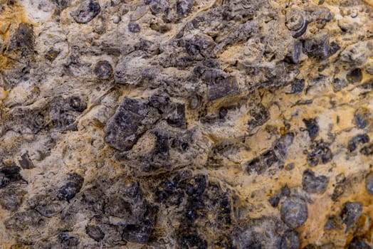 limestone with Belemnoid fossils in a closeup