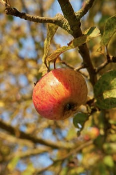 Apple on an apple tree in a meadow orchard