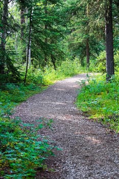 A maintained hiking trail through a spruce forest.