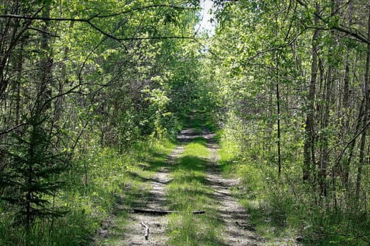 An overgrown road through a forest in summer.