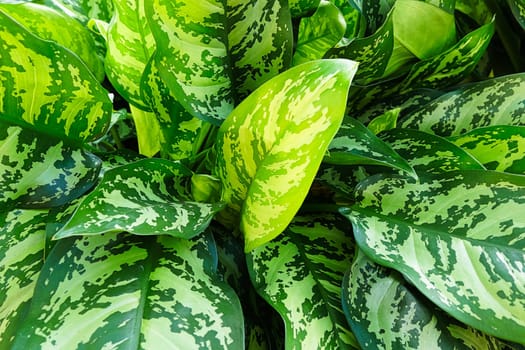 A background of Chinese Evergreen plant leaves.
