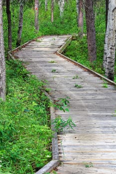 A wooden path protecting a sensative forest floor.