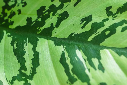 Macro of the two toned colors on an aglaonema plant.