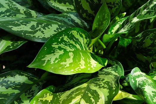 A background of Chinese Evergreen plant leaves.