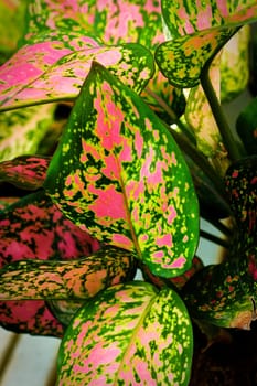 Hot pink leaves on a Chinese Evergreen houseplant.