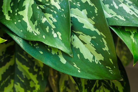 Closeup of two green aglaonema plant leaves.