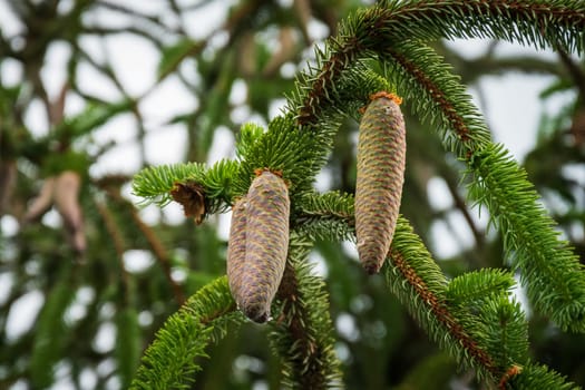 Selective focus shot of fir cones on a tree