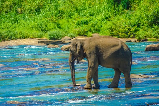 Wild elephant image (Sri Lanka Pinnawara). Shooting Location: Sri Lanka