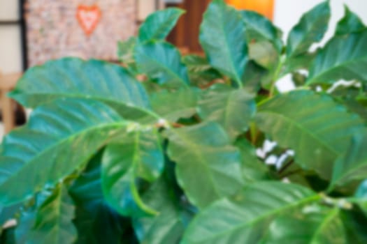Green coffee leaves plant decorated in coffee shop, stock photo