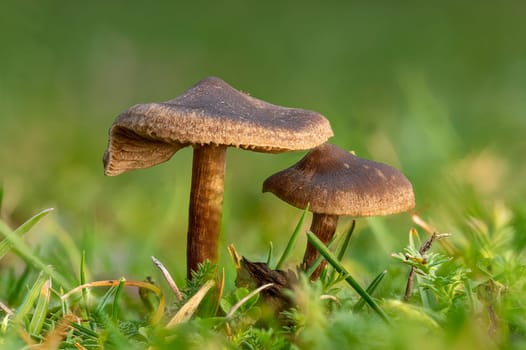 Small brown slimy lamellar mushrooms on the lawn against a blurred green background
