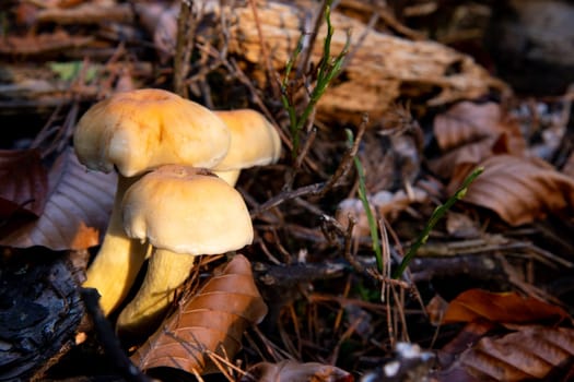 mushroom