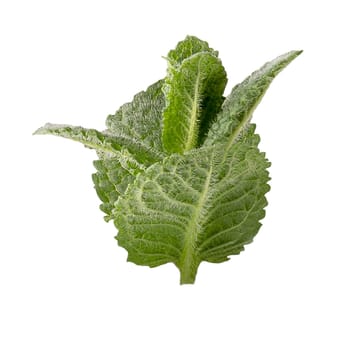 Isolated mint leaves on white background with clipping path for package design. Full depth of field.