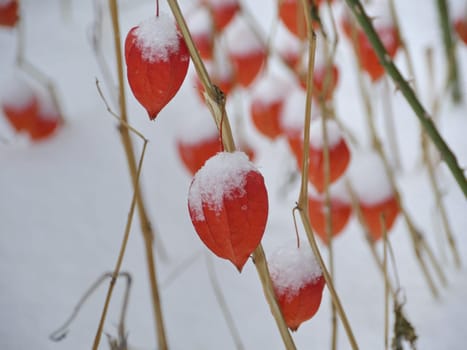 red physalis under the snow in winter close-up