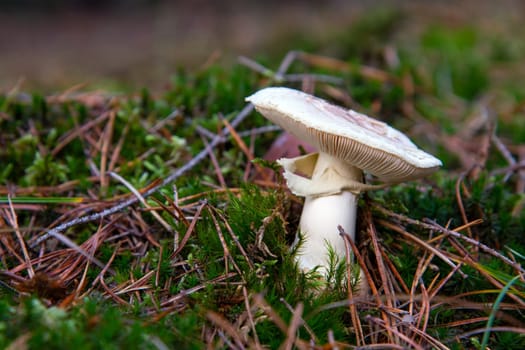 mushroom