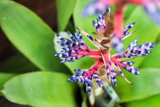 Top view of the flower spear of a del mar aechmea plant.