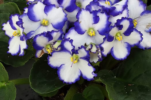 Closeup of blue and white african violet blossoms.