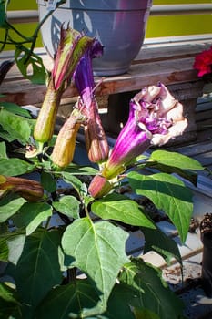 Datura houseplant with flowers in various stages.